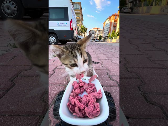 Cat Feeding at rc car  #cat #cute