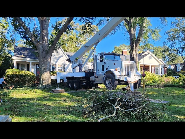 crane remove tree