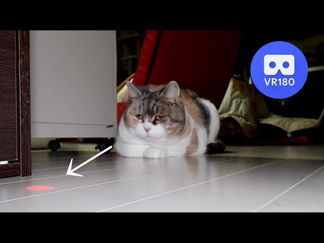 (VR180) 猫ライトで遊ぶ猫VR (8K)