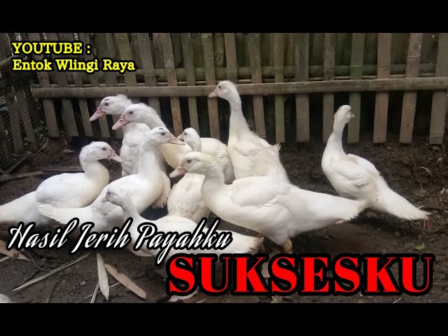 TERNAK ENTOK ‼️ JERIH PAYAHKU SUKSESKU || PELUANG USAHA || IDE BISNIS