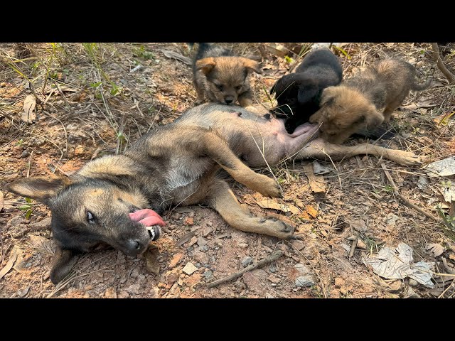 “Heart-stopping rescue: Exhausted mother dog and helpless puppies rescued from abandoned landfill