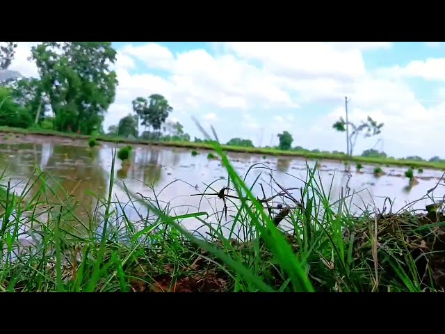 4k Village Status🥀||Apna Gaw❤️||Village Video Status🥀||#shorts #video