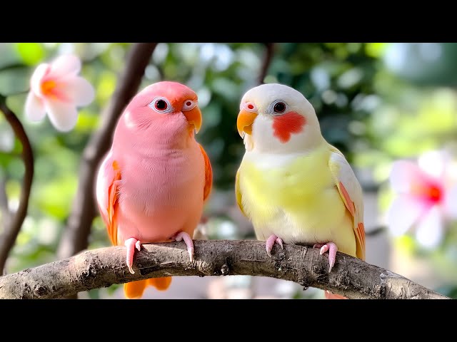 Birds Singing 4K ~ Relaxing Bird Sounds to Relieve Stress, Anxiety, and Depression, Heal the Mind 💖