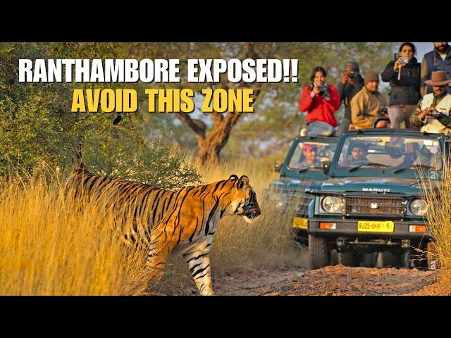 Zone 9 Ranthambore Safari EXPOSED! The Unbelievable Truth | P9