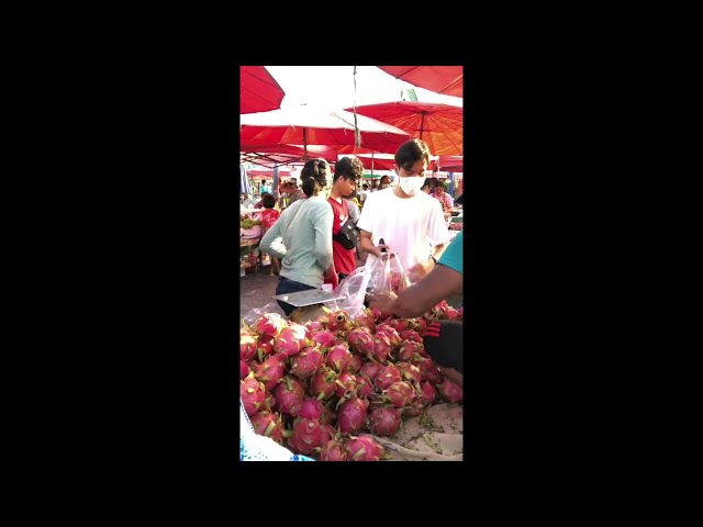 Dragon fruit $0.14 / lbs in Sukhothai #shorts #thailand #thaifood #thaistreetfood #sukhothai