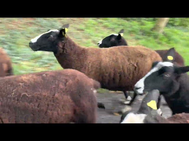 Sorted out a few ewes to go to ram Finbar, who’s soon off to new breeder