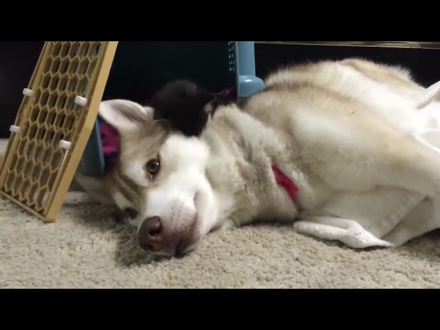 Husky mom raises orphan kitten