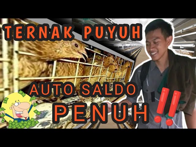 TERNAK BURUNG PUYUH SI KECIL YANG MENGUNTUNGKAN, DIJAMIN 💯 SALDO AUTO PENUH‼️