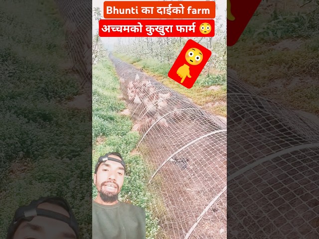 Bhunti का दाईको अच्चमको कुखुरा फार्म #chicken #farming #shorts #farmlife #shorts #youtubeshorts #yt