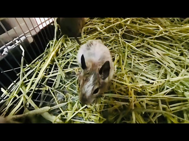 [VR180] Degu babies 1