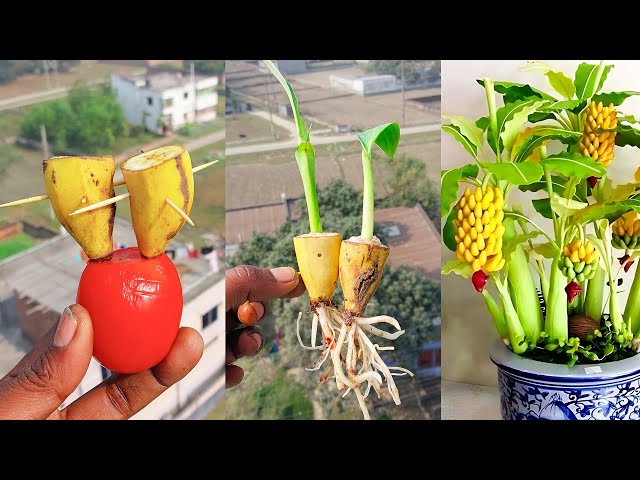 How to grow banana plant at home from fruits || Water propagation for planting