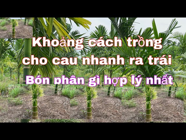 Khoảng cách trồng cau hợp lý cho cây nhanh ra bông. Zalo 0987737608