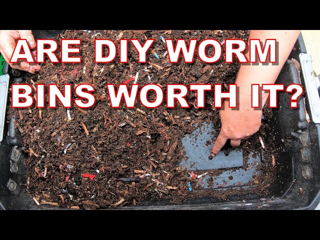 Stop wasting money: DIY worm bins demystified-Red Wigglers