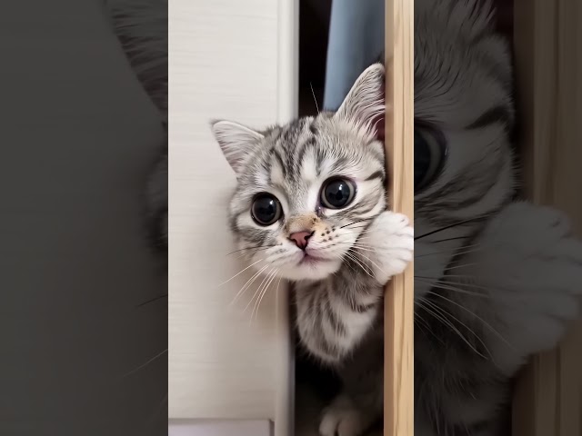 Curious kitty 🐈 👀 #cat #kitten #cute #catlover #cutecat #art #ai #amazing #love #viralvideo #funny