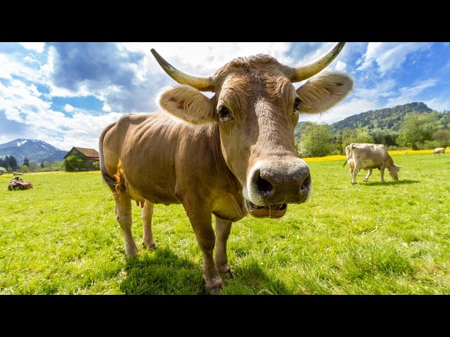 Cows Mooing And Grazing In The Field | cow video cow video cow video #cow #animals #gyan #gaon