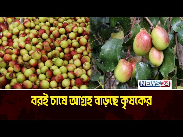 পিরোজপুরে বিভিন্ন জাতের কুল চাষে আগ্রহ বাড়ছে কৃষকের | Pirojpur Agriculture | News24