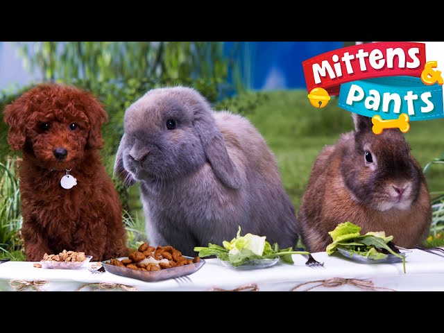 Mealtime In Kibble Corners | Cute Animals Eating | Pet Shows For Preschool