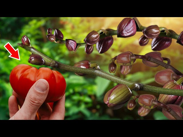 Tomato Magic! Orchids Bloom Continuously with This Fertilizer