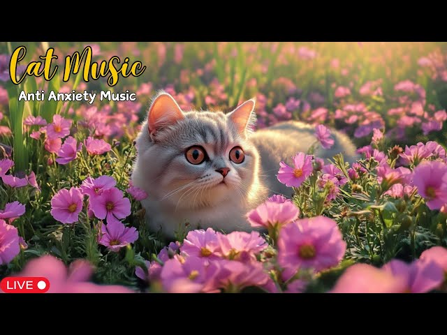 Peaceful Piano Music for Cats: Reduce Anxiety, Sleep Better & Stay Calm This Beautiful Day