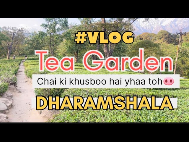 Tea Garden Dharamshala l Visit this place in your Dharamshala trip l💯 l Best Trip l