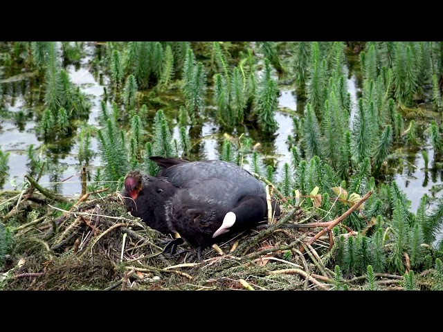 Coot Caring for Her Pups in the Nest   Adorable Wildlife Moment Captured