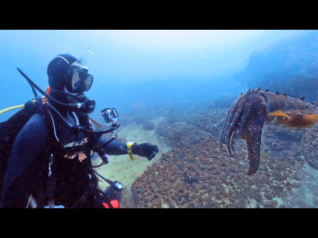 360° Dive with a Giant Cuttlefish