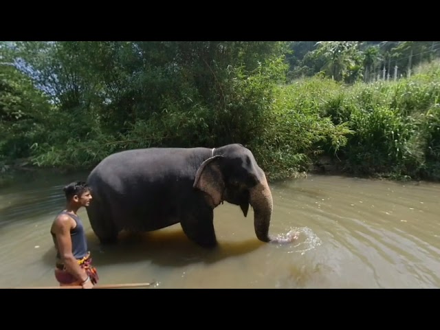 180 VR - Sri Lanka 2019 - 03 - Elephants experience