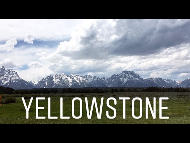 Yellowstone {the wildlife}