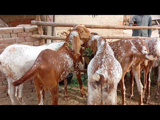 makhi chena 9 khasi bakron ki laat | Qurbani 2025 | 17 Feb 2025 | gillani goat farm