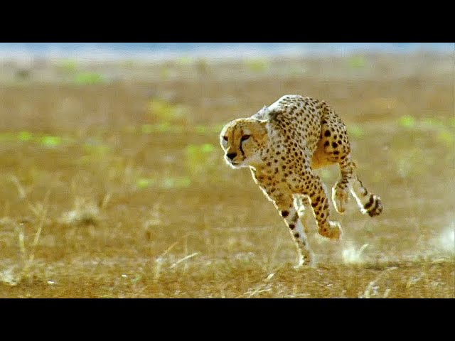 Predators in Africa’s Harshest Landscapes | Fierce (4K Documentary)