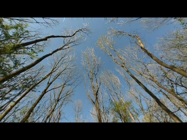 Frisch austreibende Bäume im Wind