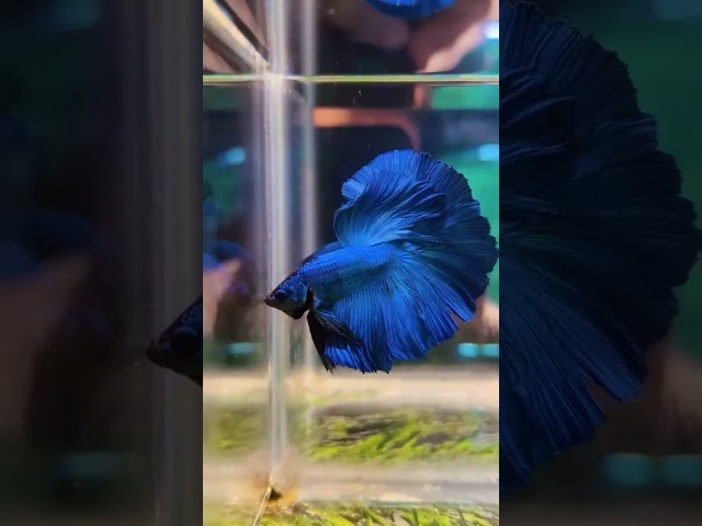 Best in the segment #malebetta #betta #bettafishtank #india #shorts #shop #shoppingvlog #halfmoon