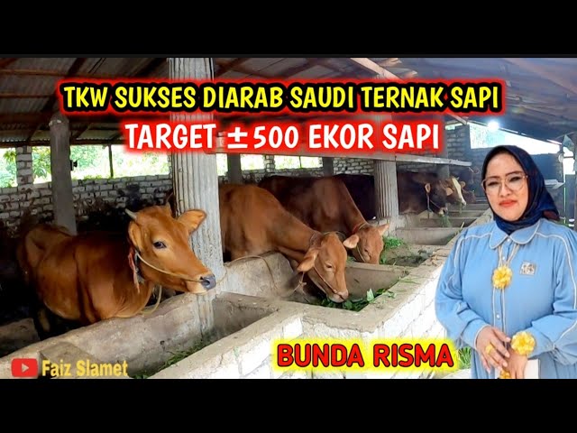 TKW SUKSES MILIARDER ARAB || TERNAK SAPI DIKAMPUNG || BISNIS BARU BUNDA RISMA