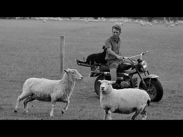 Trailblazers: The New Zealand Story - Subsidies & Skinny Sheep