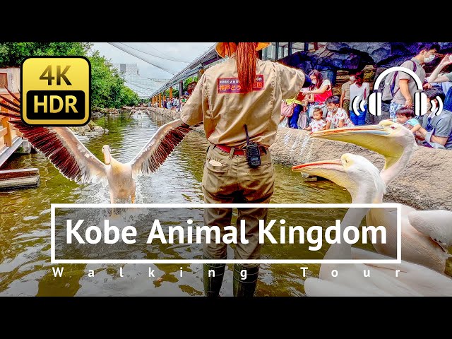 Kobe Animal Kingdom Walking Tour - Hyogo Japan [4K/HDR/Binaural]