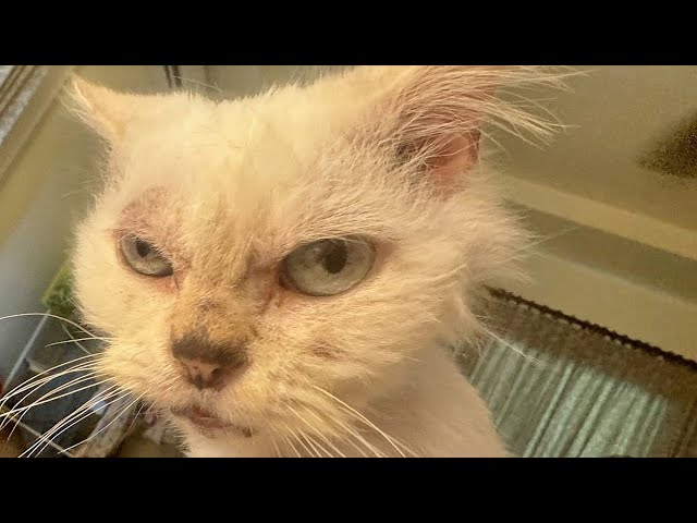 13-year-old cat tastes freedom for first time