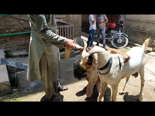 Big white bakar getting shower | #short #eid2022 #bakraeid #2022 #random #viralvideo #2022status