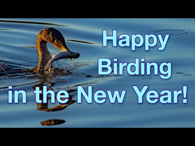 Happy Birding in the New Year from your friends at Imaging Resource!