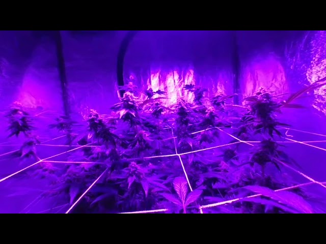 VR Weed Grow