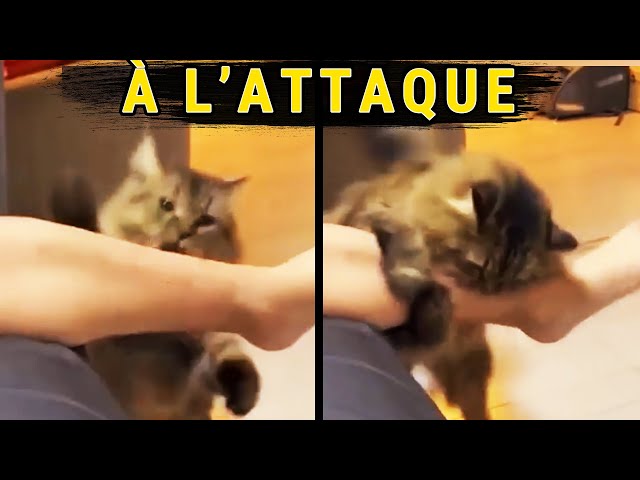 9 minutes d'Animaux FOUS pour passer un Bon Weekend !