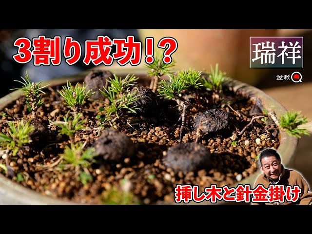 Zuisho cutting results, wire hanging, winter cuttings⁉ [Bonsai Q]