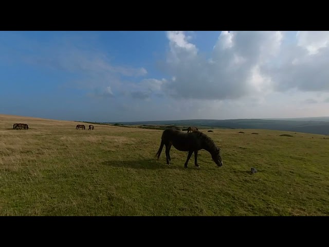 Horse Insta360