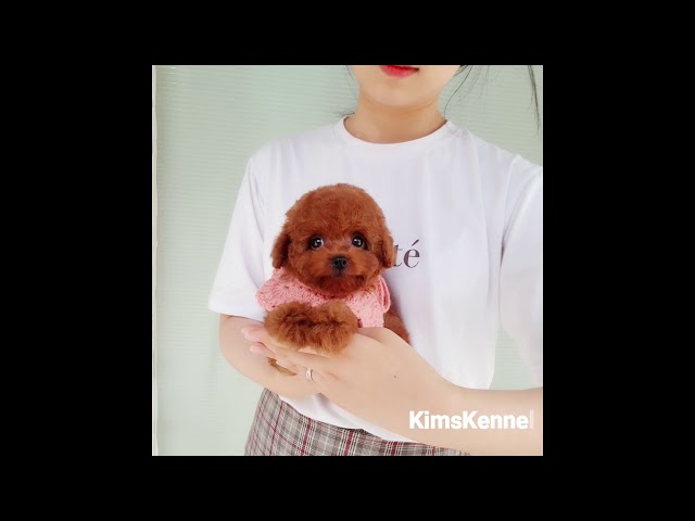 Wink Lovely Toy Poodles - Teacup puppies KimsKennelUS