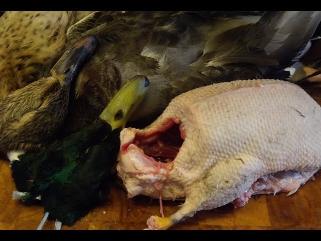 How To Prepare And Cook A Duck.( part 1.),Bird Preparation.