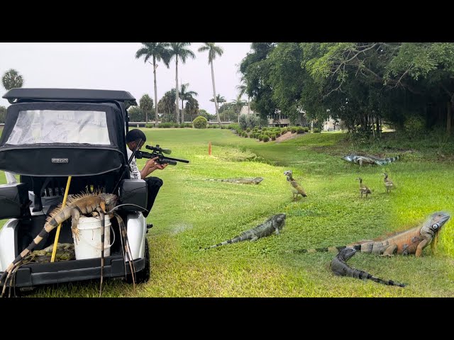 Local Golf Course Hires Us to Bounty Hunt Trespassing Iguanas with Air Guns and Golf Carts!