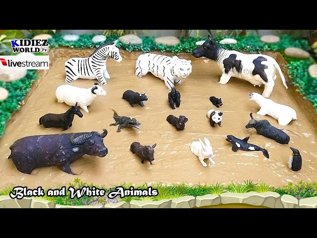 Learn About Domestic & Farm Animals Names and Sound