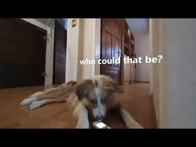 Funny Dog Videos talking: Maxi is getting call, who could be? (VR180 3D)