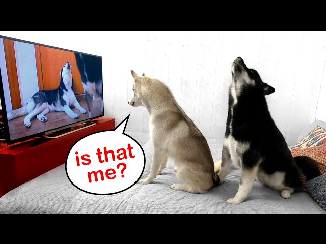 Puppy Saw Himself on TV! Dogs' reaction when they see themselves on TV