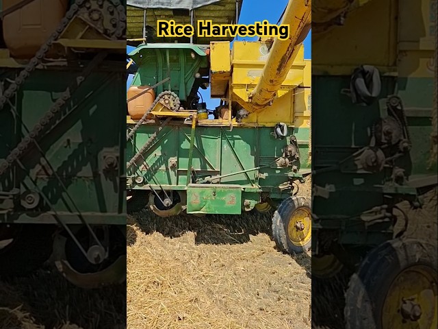 Rice🍚Harvesting🌾 #rice #nature #village #cooking #food #farming #riceplant #andrect #machine #viral