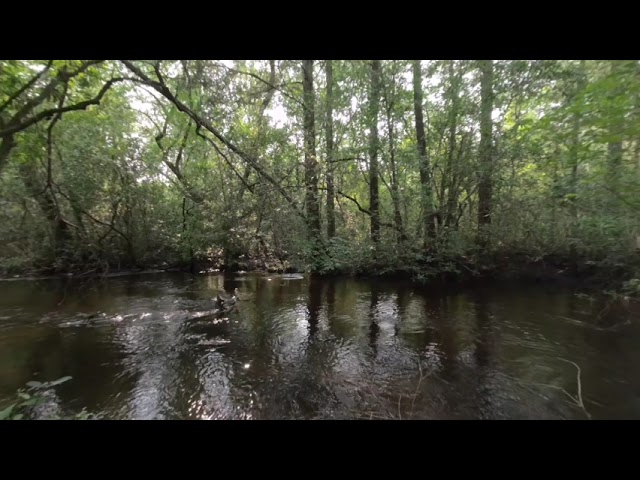 2021/07/03 - Sitting by a creek in South Carolina - VR180